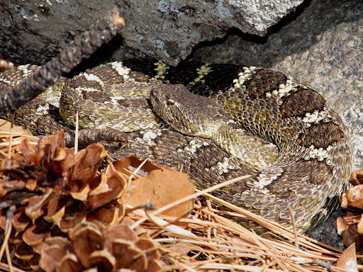 Roger