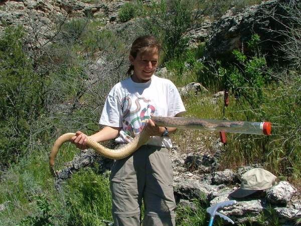 Erika Nowak with ch48 (western diamondback rattlesnake), photographed by Justin X. Schofer.