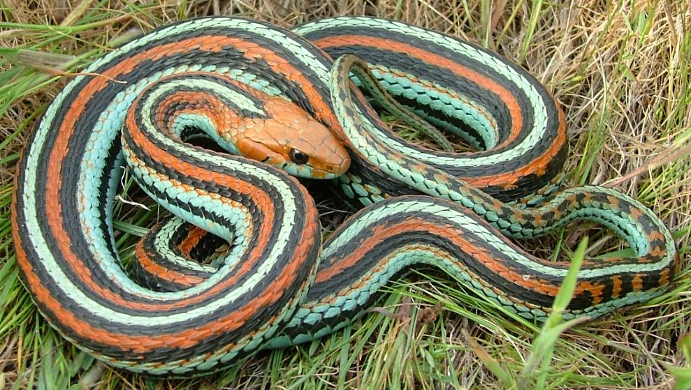 San Francisco gartersnake (hHamnophis sirtalis)