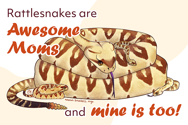 Rattlesnakes are Awesome Moms and mine is too! written on an illustration of a Black-tailed Rattlesnake mom with babies on and next to her