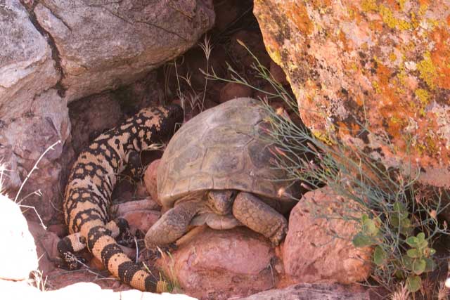 Gila Monster (big bright orange and black lizard) and Mojave Desert Tortoise (tan tortoise) outside their shelter.
