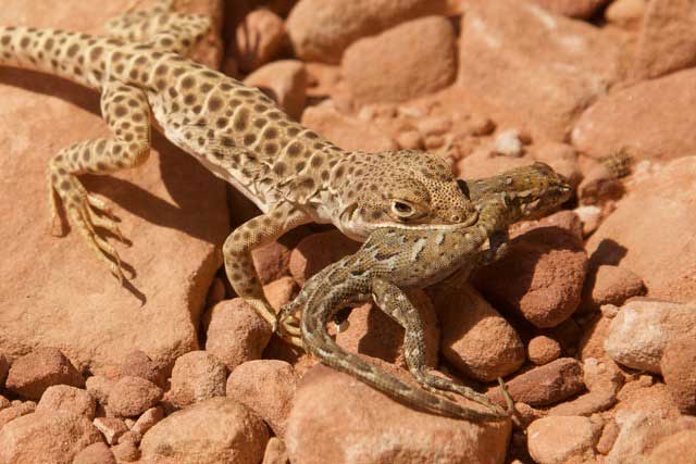 Long-nosed Leopard Lizard (large tan lizard with black spots) with a Common Side-blotched Lizard (brown lizard with blue and black blotches) in his mouth.