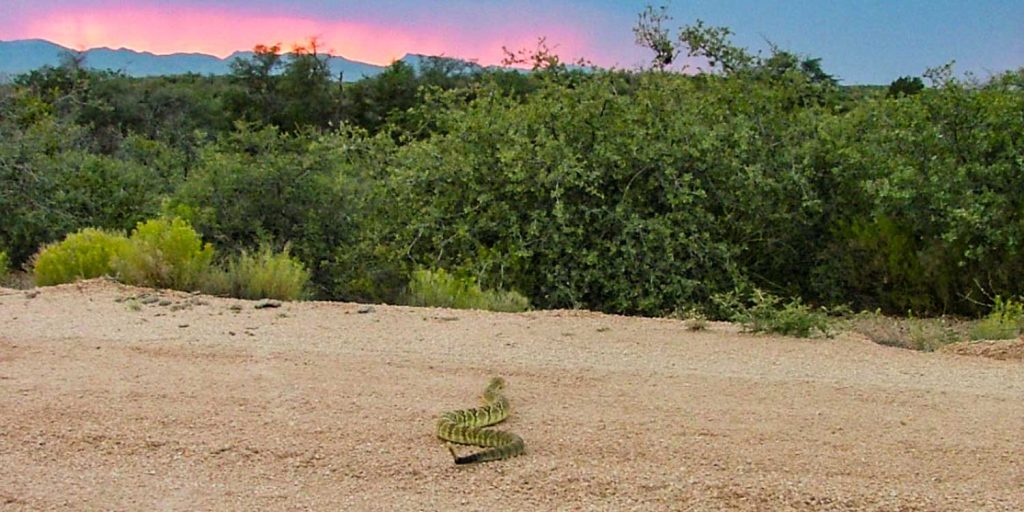 Black-tailed Rattlesnake crawling across a dirt road at sunset