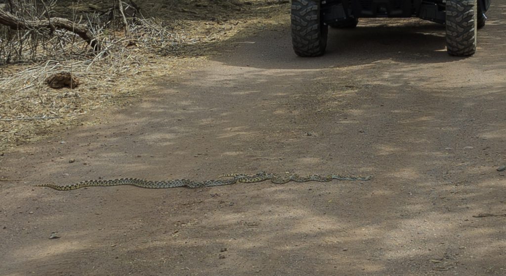 A pair of Gophersnakes on a dirt road with an UTV in the background