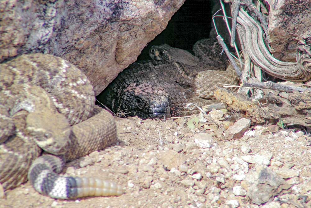 Western Diamond-backed Rattlesnakes and Gila Monsters basking together in the spring sun outside their shared den.