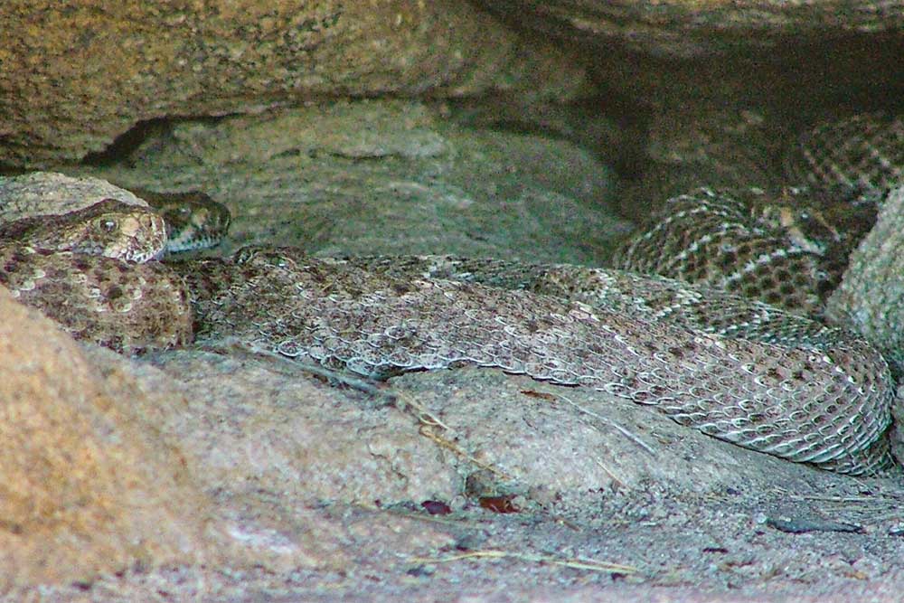 Western Diamond-backed Rattlesnakes resting inside the first den we ever studied, November 2004.
