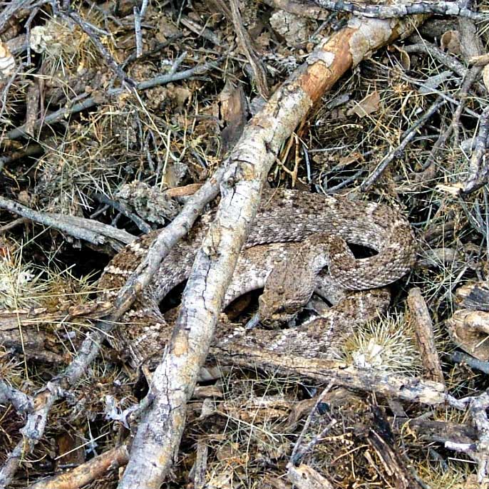 A Western Diamond-backed Rattlesnake drinking snow outside his den, March 2006.