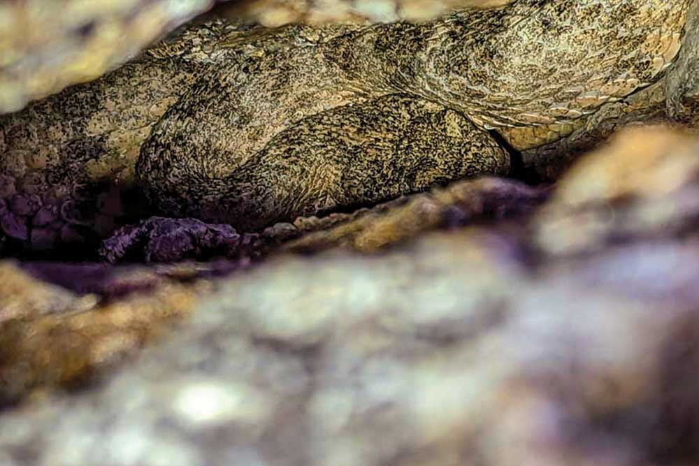 Tiger Rattlesnake snoozing in a crevice